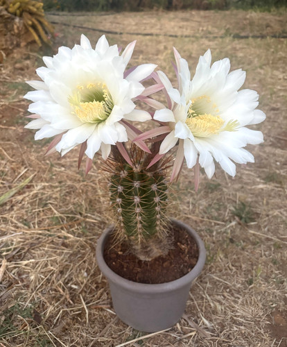 Cereus candicans pianta da - t.cereus,