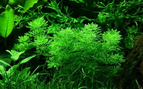 Pianta acquario limnophila - pianta, di