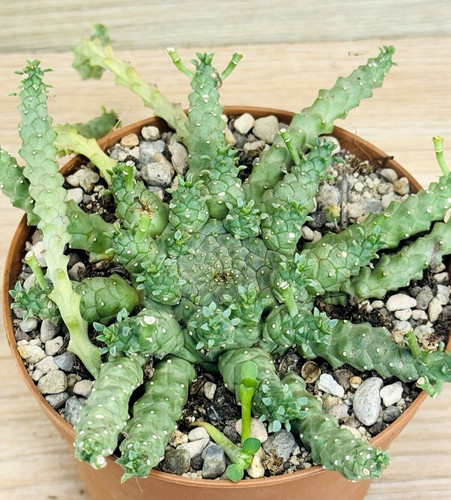 Euphorbia gorgonis pot 10 - gorgonis,