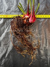 SARRACENIA LEUCOPHYLLA