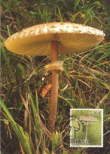 Parasole fungo macrolepiota - parasole,