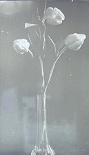 Victorian Tulip Magic Lantern