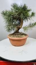 Pre Bonsai Di Pino Silvestre