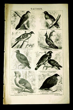1897 ANTICA STAMPA