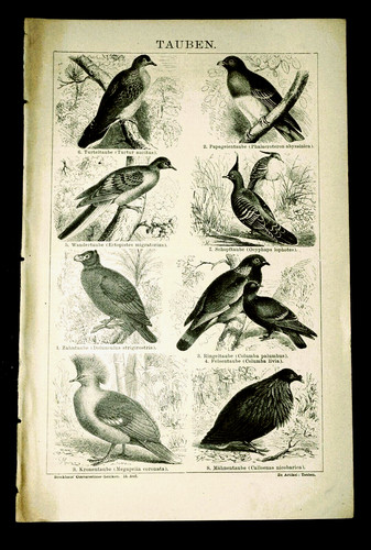 1897 antica stampa - antica,