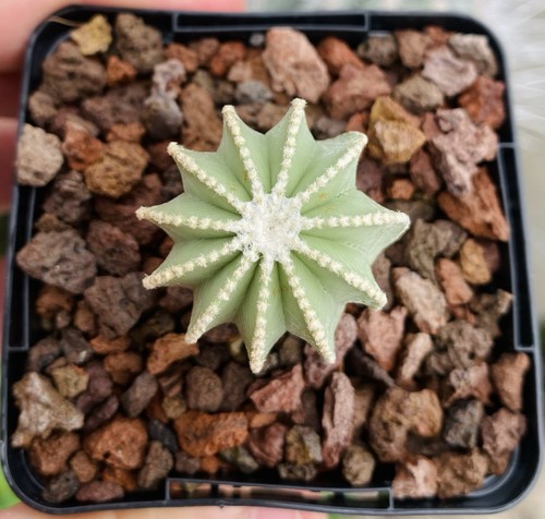 Aztekium hintonii cactus - aztekium, en