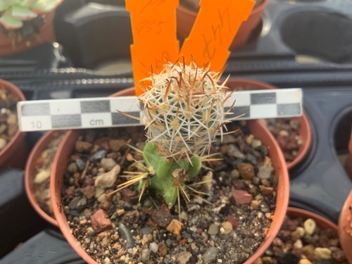 447 sclerocactus wetlandicus - sclerocactus,