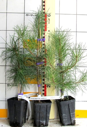 Pinus nigra calabrica - ,