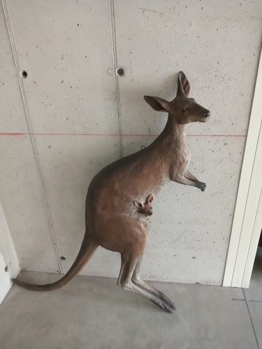 Canguro originale australia - australia, da