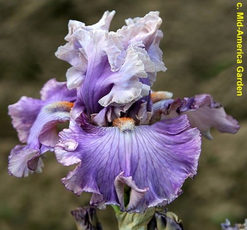 Iris ruffles all round - 'ruffles,