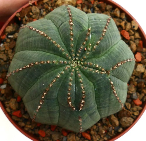 Euphorbia obesa star - euphorbia, &