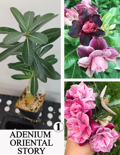 Adenium oriental story rosa - oriental,