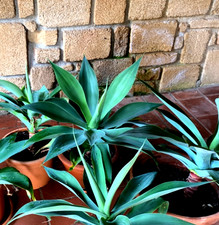 Agave attenuata diametro - diametro, 85cm
