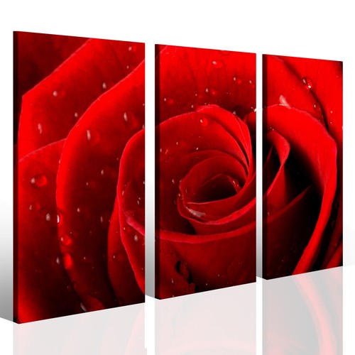 Quadro con rosa rossa - , rose