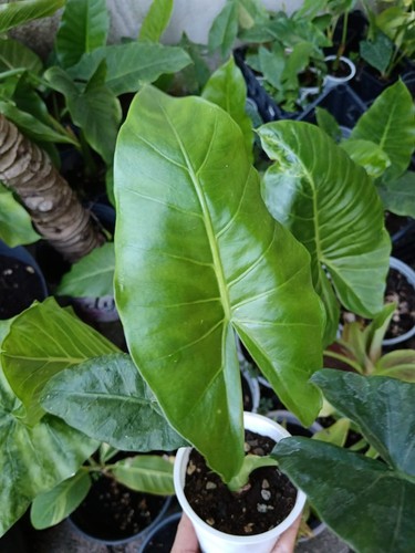 Pianta alocasia macrorrhiza - alocasia,