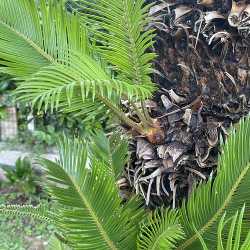 Cycas revoluta - cycas,