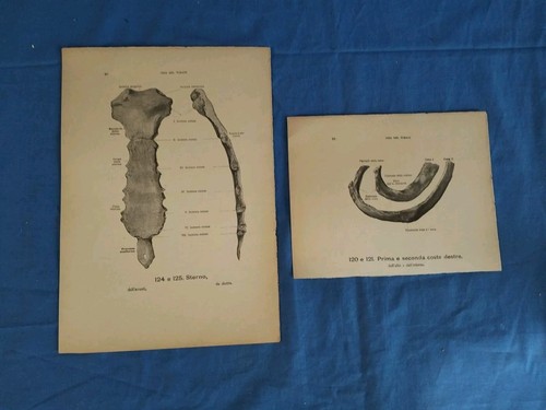Lotto stampe anatomiche - 2,