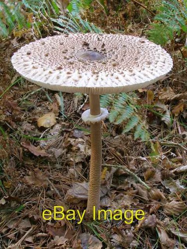 Photo 6x4 macrolepiota procera - macrolepiota,