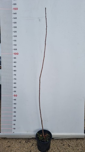 Pianta prunus avium vaso - di,