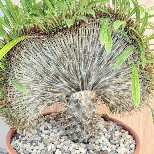 Pachypodium lamerei - , f