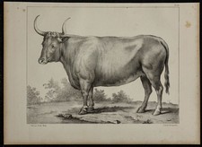 1839 tavola anatomia - tavola,