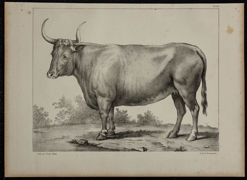 1839 tavola anatomia - -, di