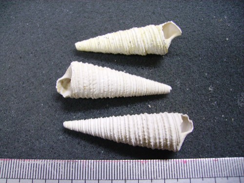 125 turritella - b,