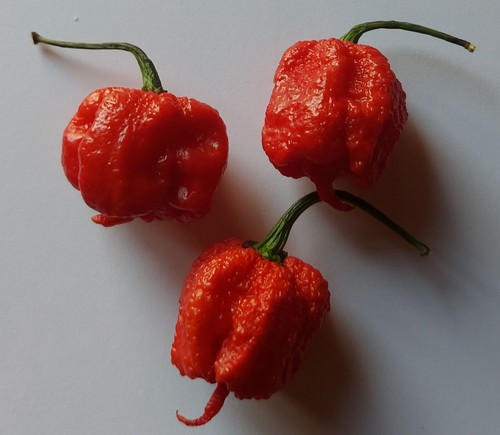 Samen carolina reaper - 20,