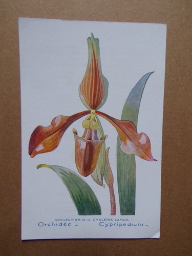 Carte orchidée - §,