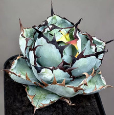Vaso 10 cm Agave Agave