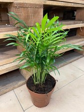 Palma nana CHAMAEDOREA ELEGANS