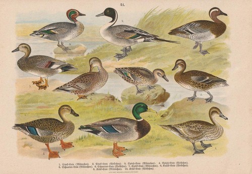 C1890 enten anatidae ente - c1890,