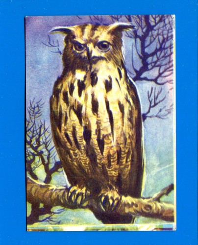 Animali lampo 1964 - 1964,