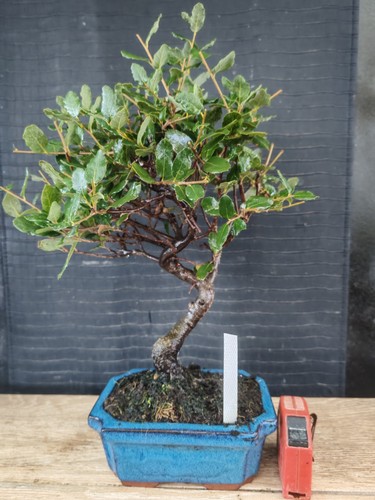 Bonsai quercia sughero - da,