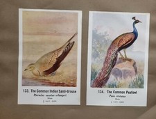 Comune Indiano Uccelli Double