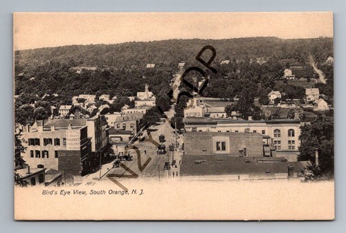 South orange bird eye - south,