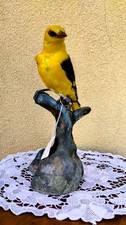 TROFEO DI CACCIA UCCELLO RIGOGOLO TASSIDERMIA TAXIDERMY IMBALSAMATO BIRD Oriolus