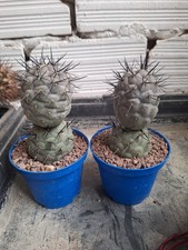 OFFER 2x Tephrocactus