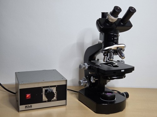 Microscopio contrasto di - microscopio,