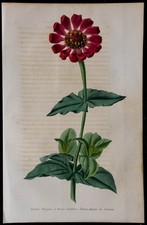 1843 - Zinnia Elegante -