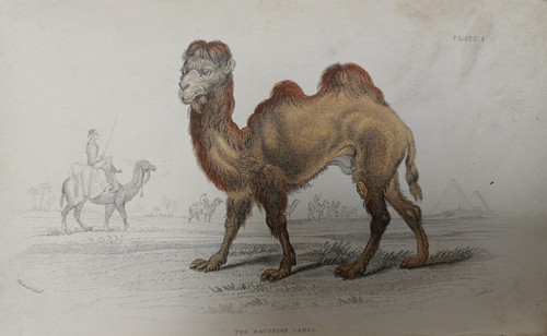 Jardine natural history - –,