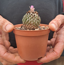 Pelecyphora aselliformis (Mexico) PLANT cod. ebay-P150