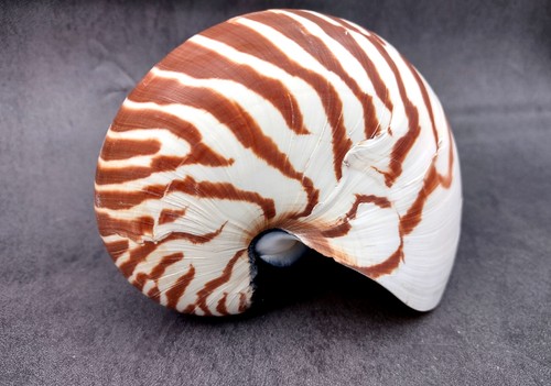 Conchiglia naturale nautilus - naturale,