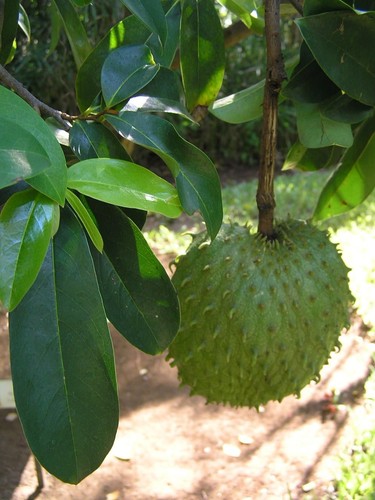 200 semi soursop annona - semi,