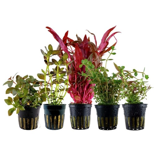 Colorato set con 5 pentola - con,