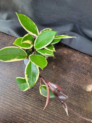 Hoya carnosa flamingo dream