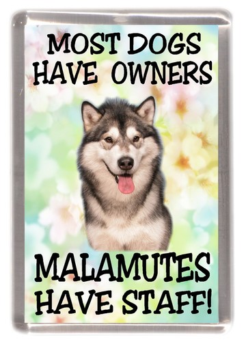 Alaskan malamute dog - malamute,