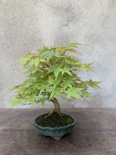 Bonsai acero palmato - bonsai,