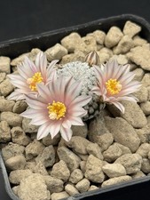 Mammillaria pectinifera