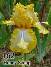 1 Rizoma Iris Germanica